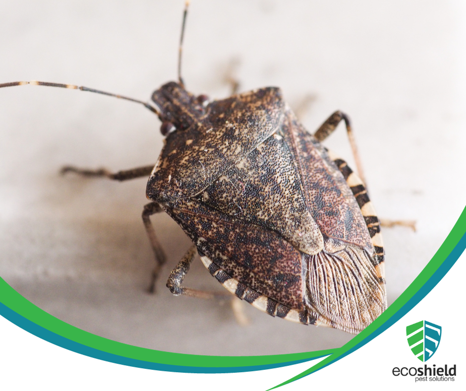 Why Are There Stink Bugs in my House?